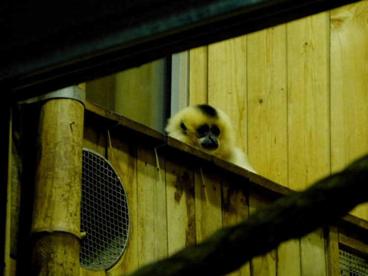 Večerní povánoční prohlídka jihlavské zoo