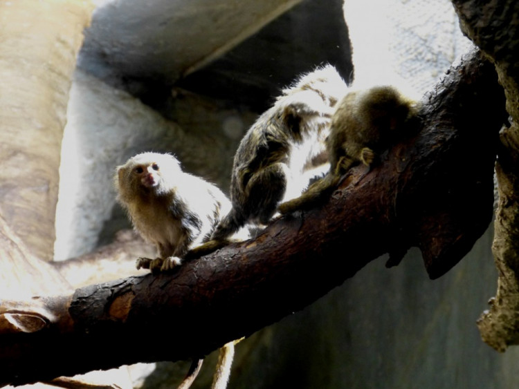 Večerní povánoční prohlídka jihlavské zoo