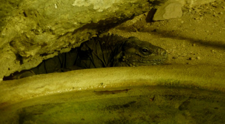 Večerní povánoční prohlídka jihlavské zoo