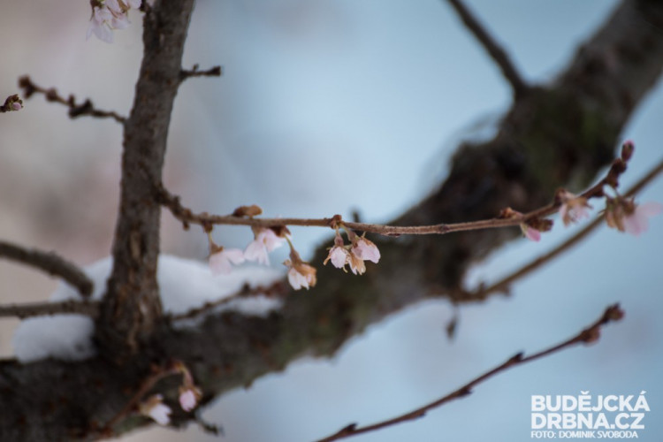 Zasněžené České Budějovice