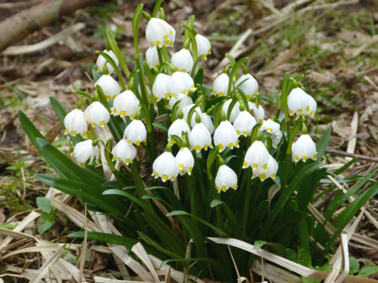 Bledule u Staré Říše