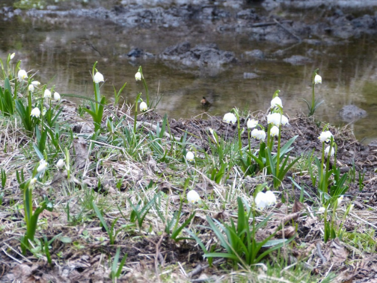 Bledule u Staré Říše
