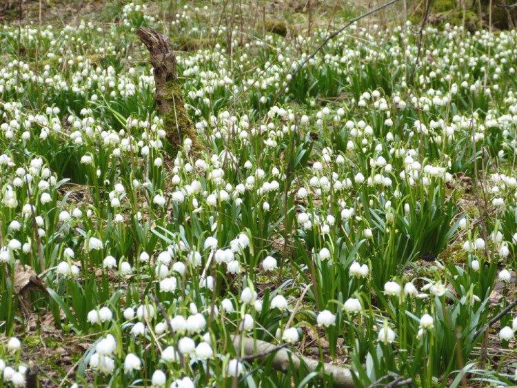 Bledule u Staré Říše