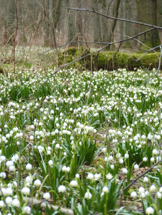 Bledule u Staré Říše