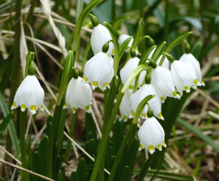 Bledule u Staré Říše