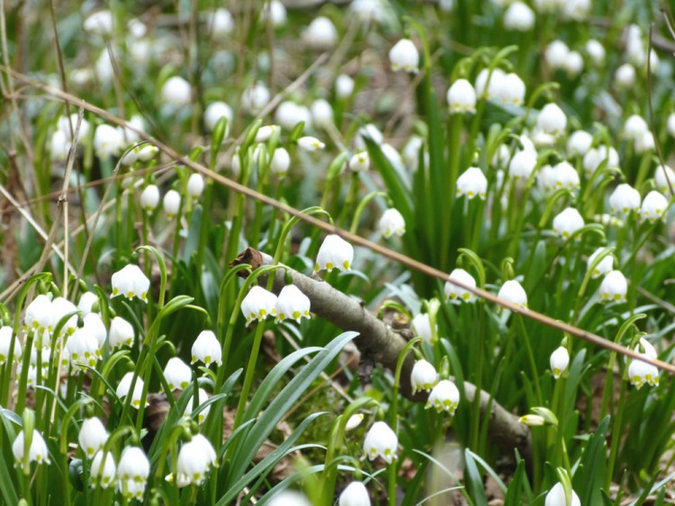 Bledule u Staré Říše