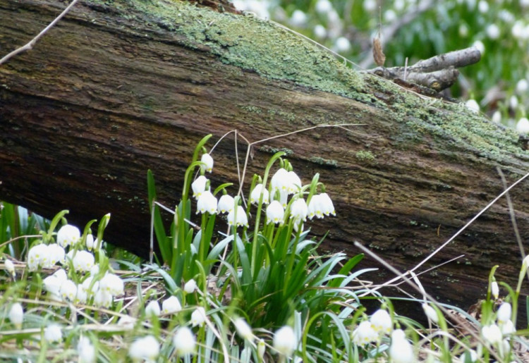 Bledule u Staré Říše
