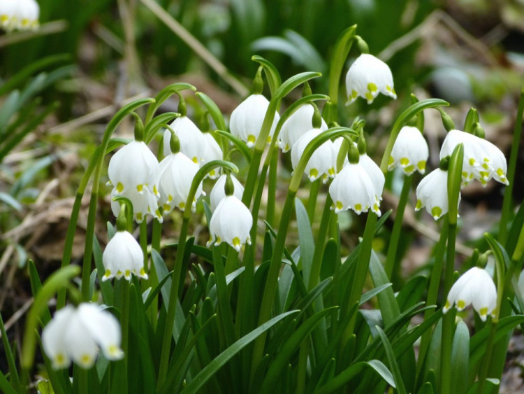 Bledule u Staré Říše
