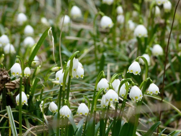 Bledule u Staré Říše