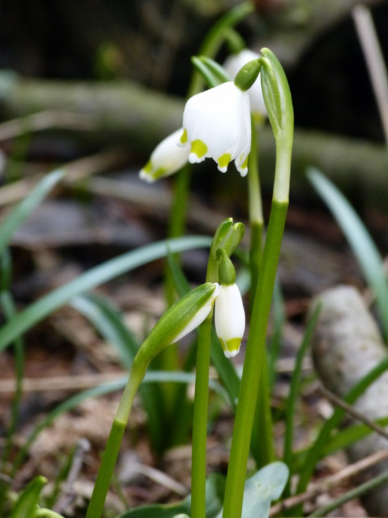 Bledule u Staré Říše