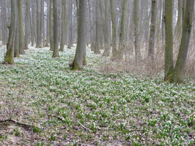 Bledule u Staré Říše