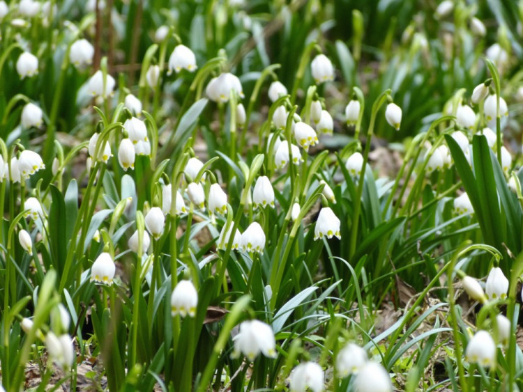 Bledule u Staré Říše