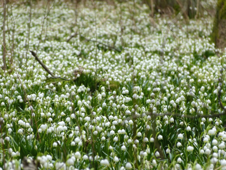 Bledule u Staré Říše