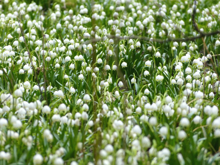 Bledule u Staré Říše