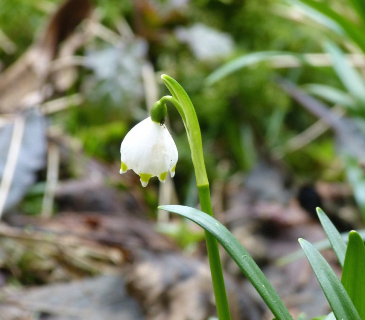 Bledule u Staré Říše