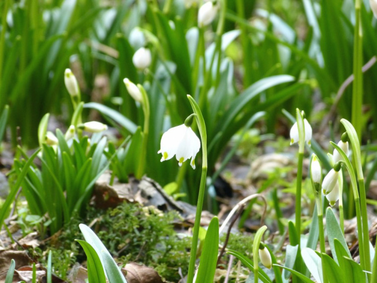 Bledule u Staré Říše