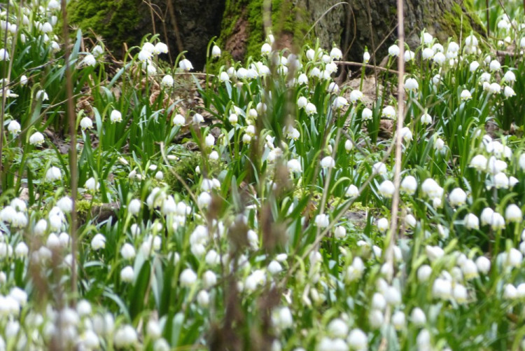 Bledule u Staré Říše