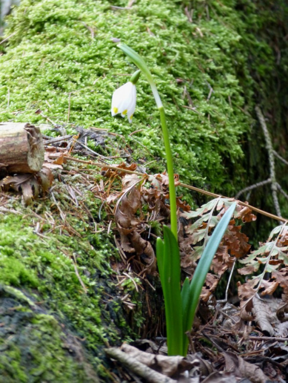 Bledule u Staré Říše