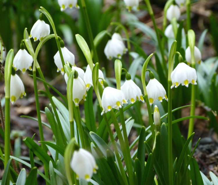Bledule u Staré Říše
