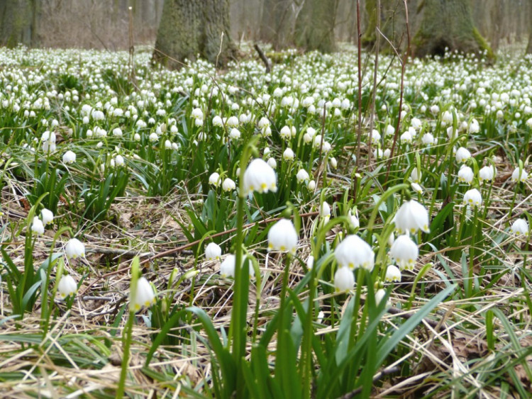 Bledule u Staré Říše