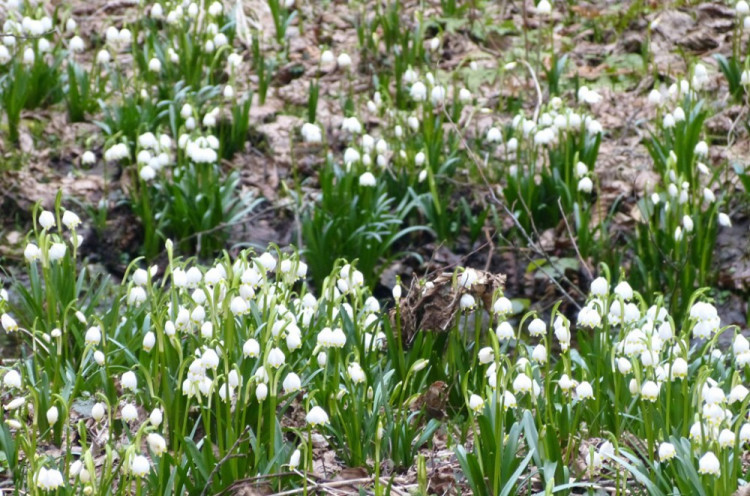 Bledule u Staré Říše