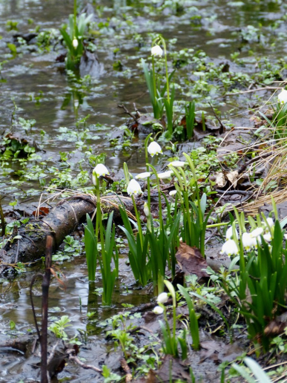 Bledule u Staré Říše