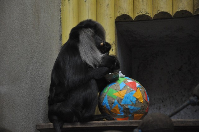 Zvířata v liberecké zoo slavila Velikonoce. Dostala papírová vejce s dobrotami