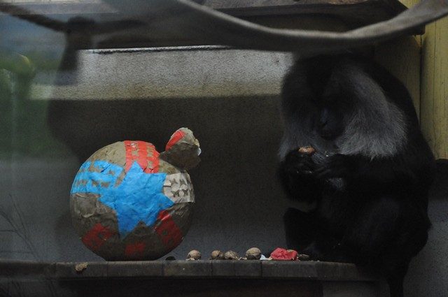 Zvířata v liberecké zoo slavila Velikonoce. Dostala papírová vejce s dobrotami