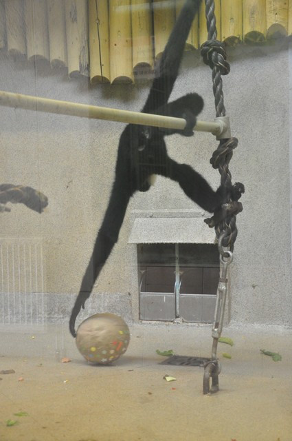 Zvířata v liberecké zoo slavila Velikonoce. Dostala papírová vejce s dobrotami