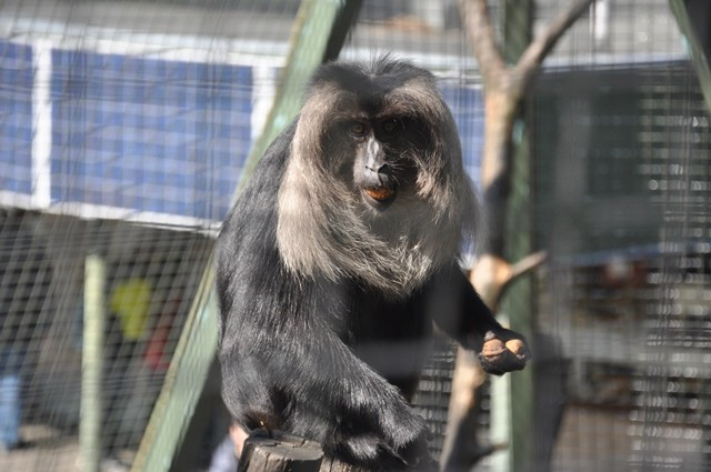 Zvířata v liberecké zoo slavila Velikonoce. Dostala papírová vejce s dobrotami