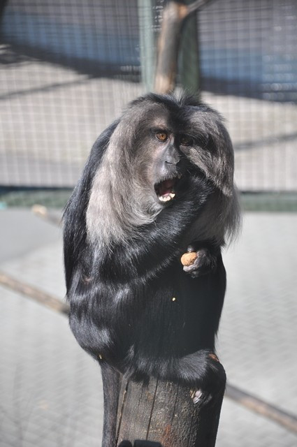 Zvířata v liberecké zoo slavila Velikonoce. Dostala papírová vejce s dobrotami