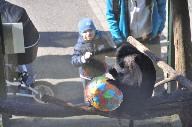 Zvířata v liberecké zoo slavila Velikonoce. Dostala papírová vejce s dobrotami
