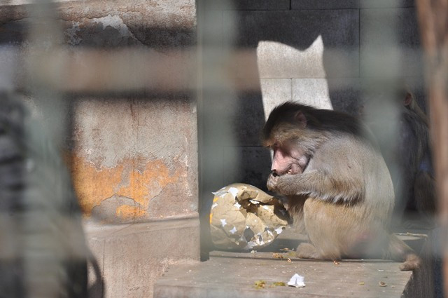 Zvířata v liberecké zoo slavila Velikonoce. Dostala papírová vejce s dobrotami