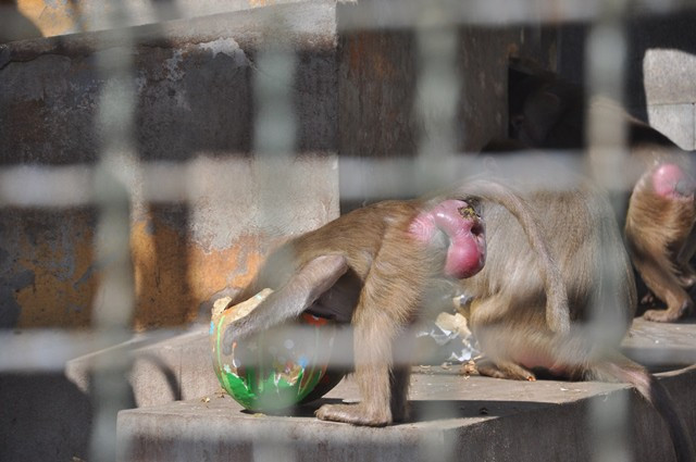 Zvířata v liberecké zoo slavila Velikonoce. Dostala papírová vejce s dobrotami