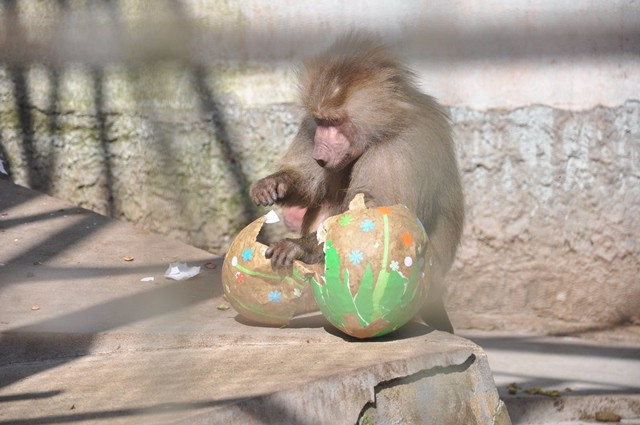 Zvířata v liberecké zoo slavila Velikonoce. Dostala papírová vejce s dobrotami