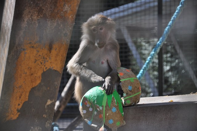 Zvířata v liberecké zoo slavila Velikonoce. Dostala papírová vejce s dobrotami