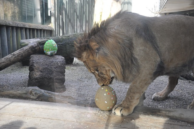 Zvířata v liberecké zoo slavila Velikonoce. Dostala papírová vejce s dobrotami