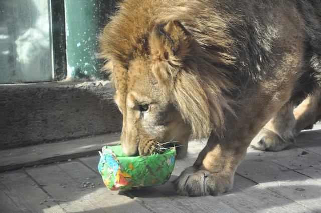 Zvířata v liberecké zoo slavila Velikonoce. Dostala papírová vejce s dobrotami