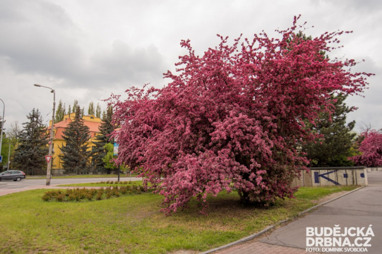 Rozkvetlé Budějce - první máj