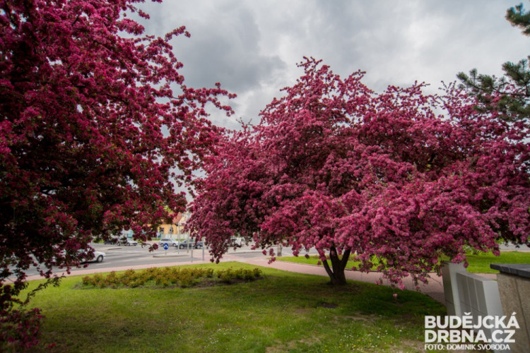 Rozkvetlé Budějce - první máj