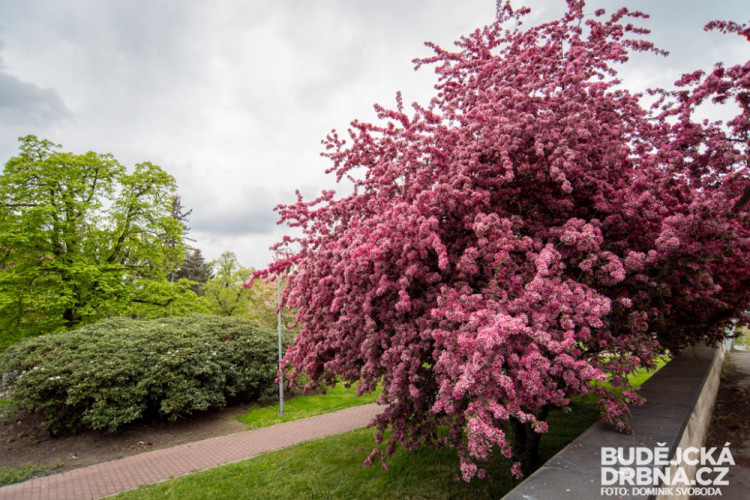 Rozkvetlé Budějce - první máj