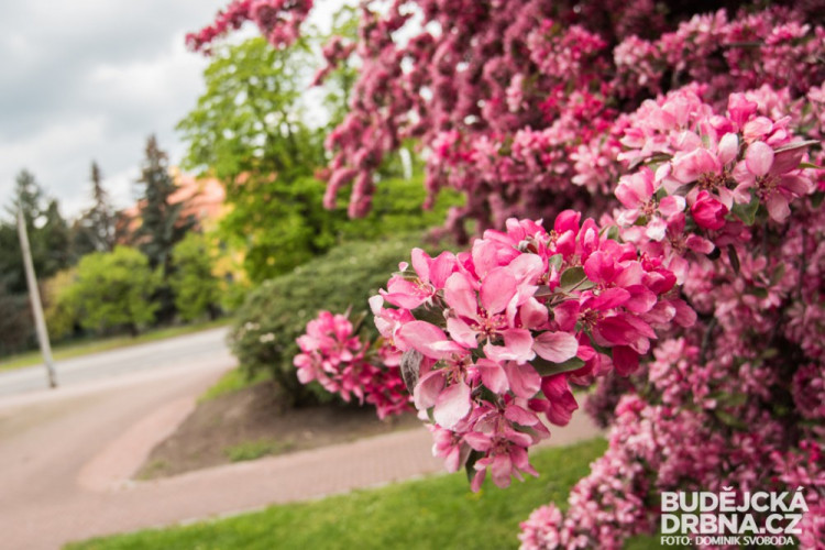Rozkvetlé Budějce - první máj