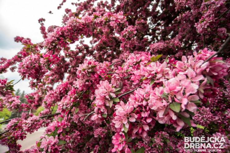 Rozkvetlé Budějce - první máj