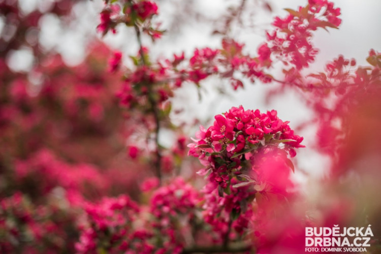 Rozkvetlé Budějce - první máj