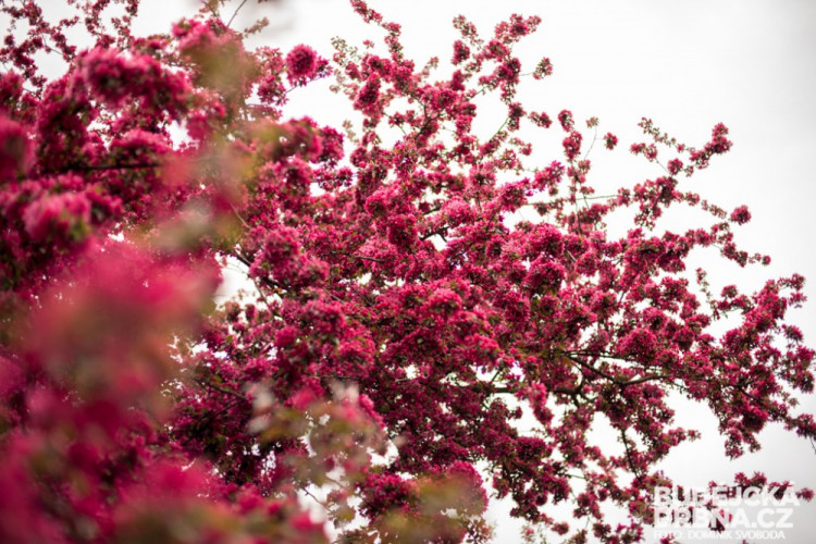Rozkvetlé Budějce - první máj