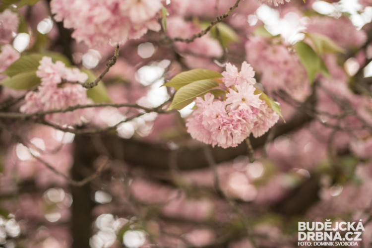 Rozkvetlé Budějce - první máj