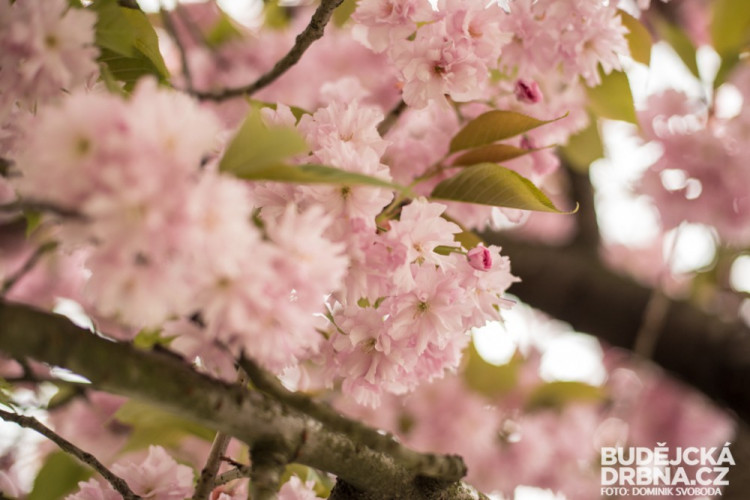 Rozkvetlé Budějce - první máj