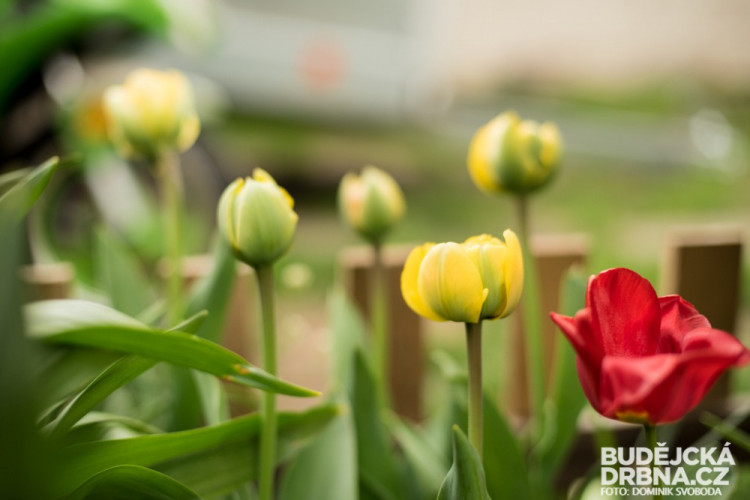 Rozkvetlé Budějce - první máj