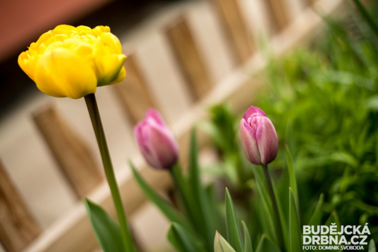 Rozkvetlé Budějce - první máj