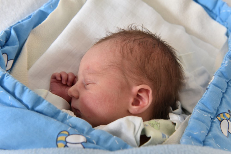 Dominik Heřman (Ledenice)